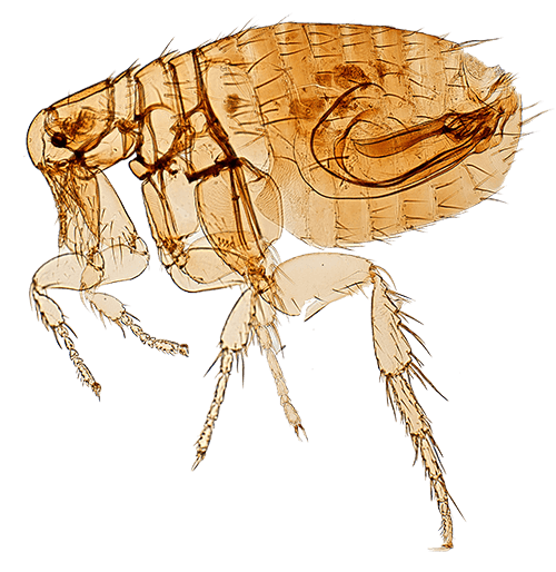 flea